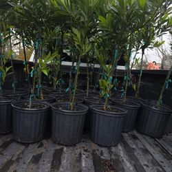 Japanese Blueberry Tree 3gallones 3ft Tall 