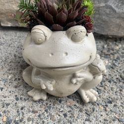 Succulents In Frog Planter 