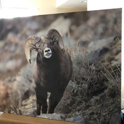 Metal Frame Picture of Ram