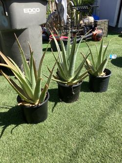 Aloe Vera (Each $12)