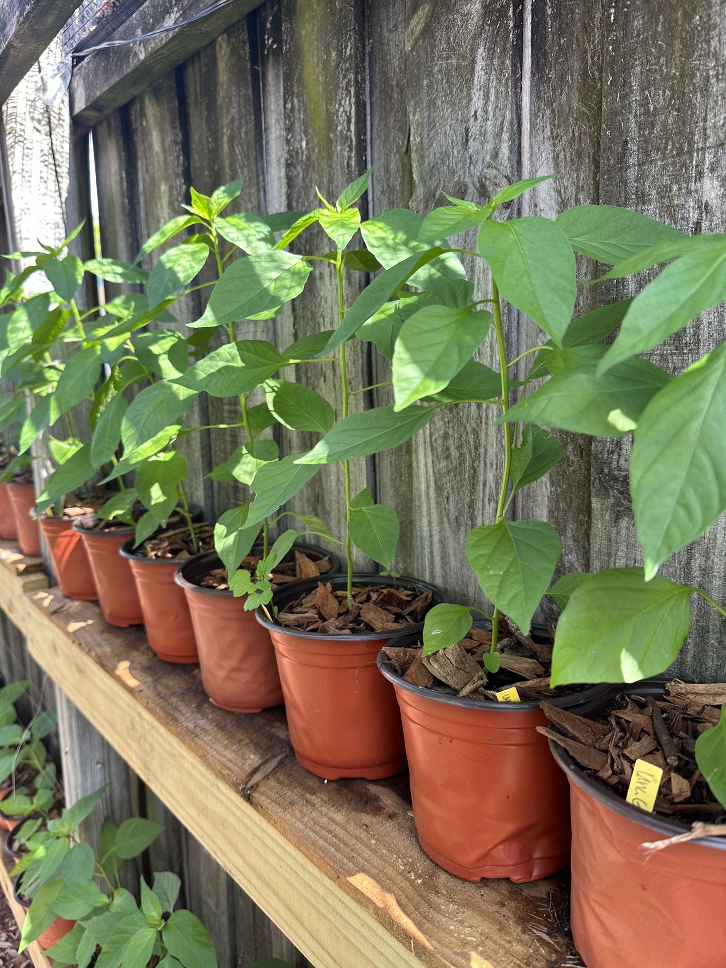 Hot Pepper Plants