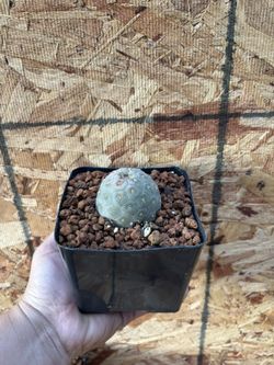 White Exotic Snowman Cactus 🪴🌵🤍🎱