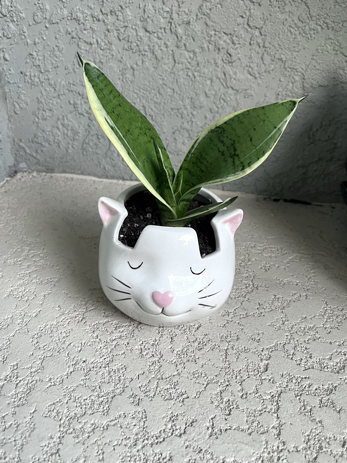 Sansevieria Hahnii Silver Star Plant