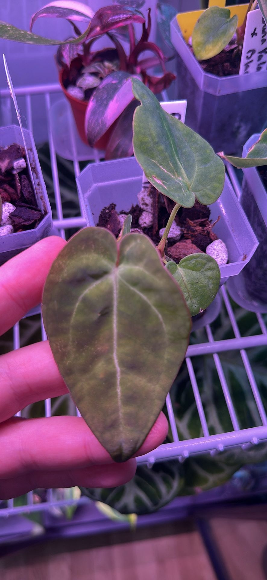 Anthurium Papillilaminum x Crystallinum Plant