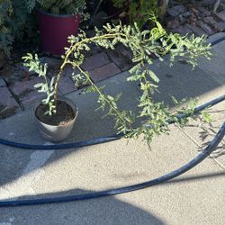 Árboles De Mesquite 