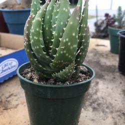 Golden Toothed Aloe (Aloe nobilis) Succulent Plant - 3.5 inch pot 