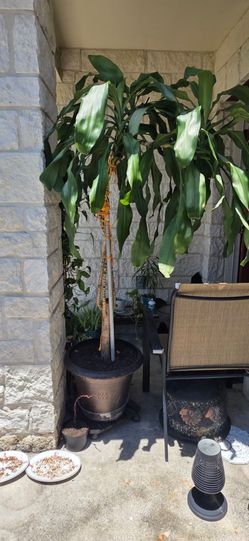 Draceana Mass Cane Plant large 5.9ft tall