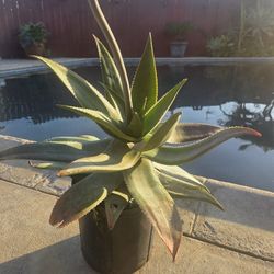 Aloe Vera Plant 
