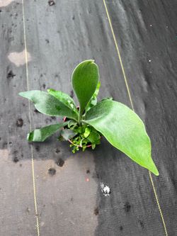 4” stagHorn fern