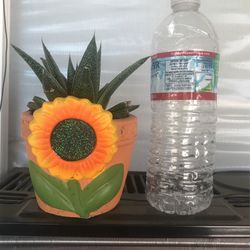 Aloe Aristata