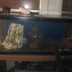 Large Fish Tank