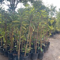 5 Gallon Size- Loquat Trees- Fig Trees- Guava Trees- Peach Trees- Pear Trees- Pomegranate Trees- Nectarine Trees- Cherry Trees- Apple Trees- Apricot T