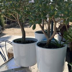 Árbol de Jade / Jade Plant