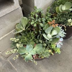 Indoor Outdoor Plant