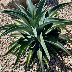 Smooth Agave Desmettiana