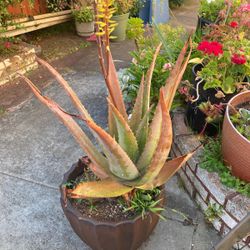 Aloe