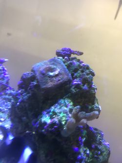 Acropora coral