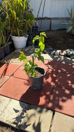 Mulberry Tree