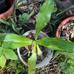 Culantro Recao Plant