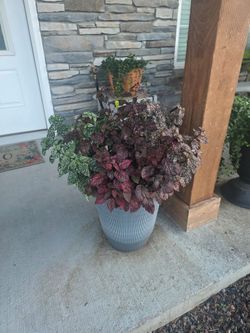 Moving out of state- Plant Haul