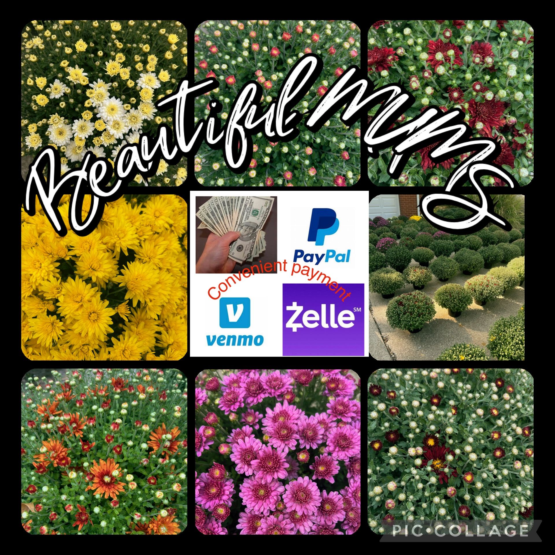 Beautiful MUMS, Chrysanthemums, Fall flowers, Colorful Autumn Blooms