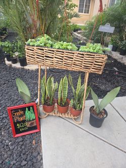Plants plantas