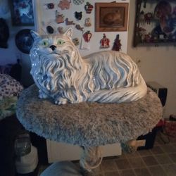 Beautiful Persian Cat 