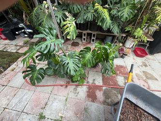 15 gal monstera large