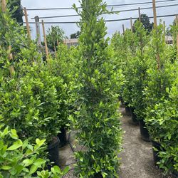 Ficus Nitida Privacy Hedge