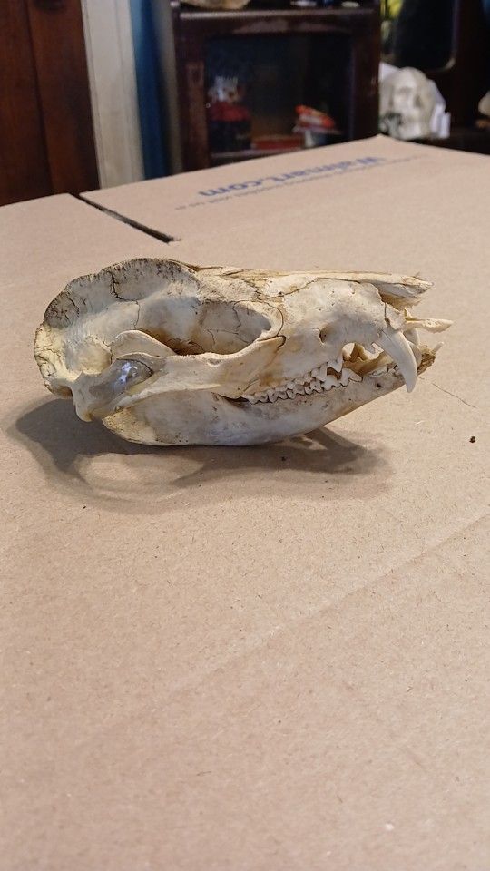 Large Possum Skull