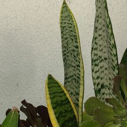 Snake plants five dollars each