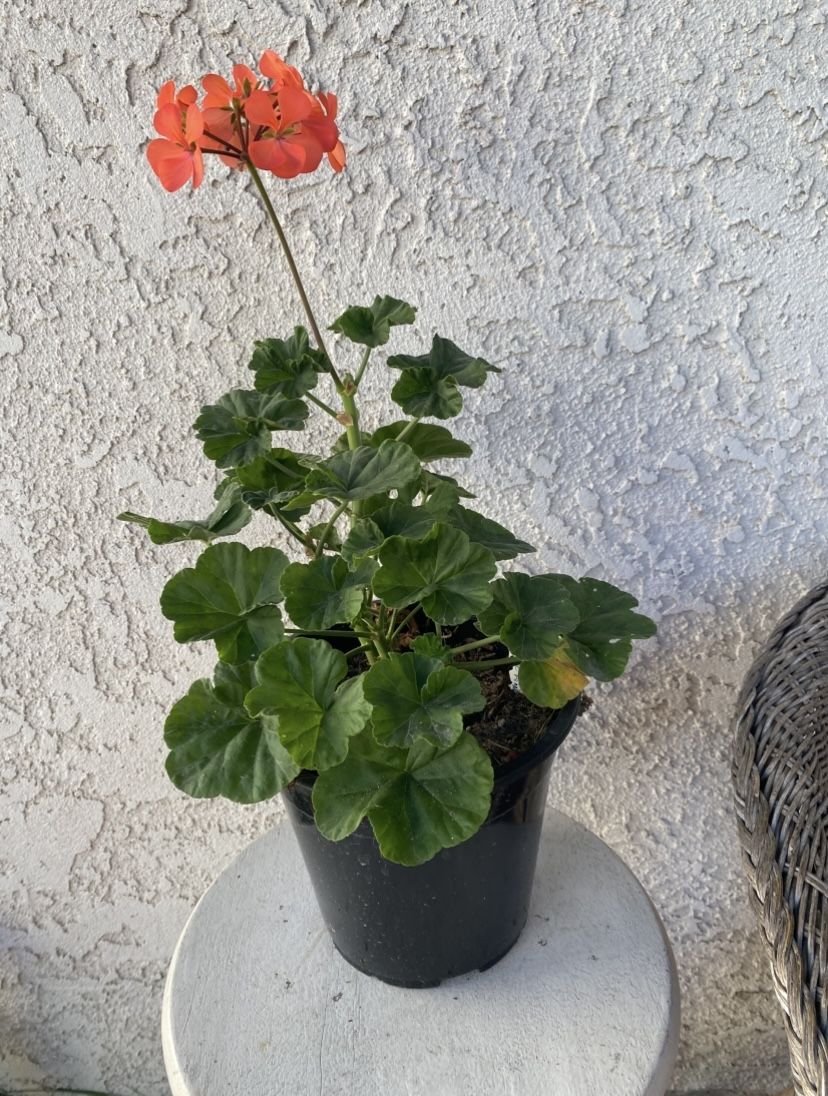 1.5 Gallon Pot - Horseshoe Geranium - Pelargonium Zonale - Indoor Outdoor - Hot Pink Flowers - Rooted & Established - Drought Resistant 🪴🌺 