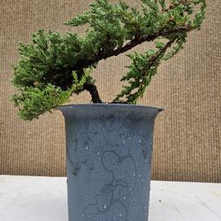Juniper Nana Bonsai Tree