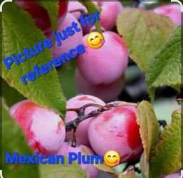 🌿🌳Mexican Red Plum Tree🪴😋