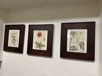 Three Lovely Framed Botanical Prints