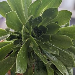 Aeonium Tabuliforme Plant.