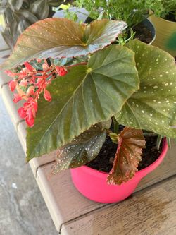 Begonia Plant