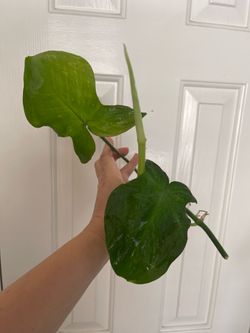 Philodendron Camposportaonum plant CUTTING