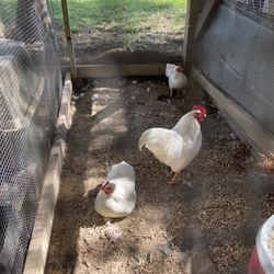 White Rock Or Japanese Black Bantam Trios