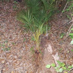 Eureka Palms 4-6' Tall $25 ea