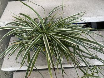 Nice Plant For Sale$20