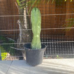 San Pedro Cactus