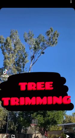 Tree For Sale