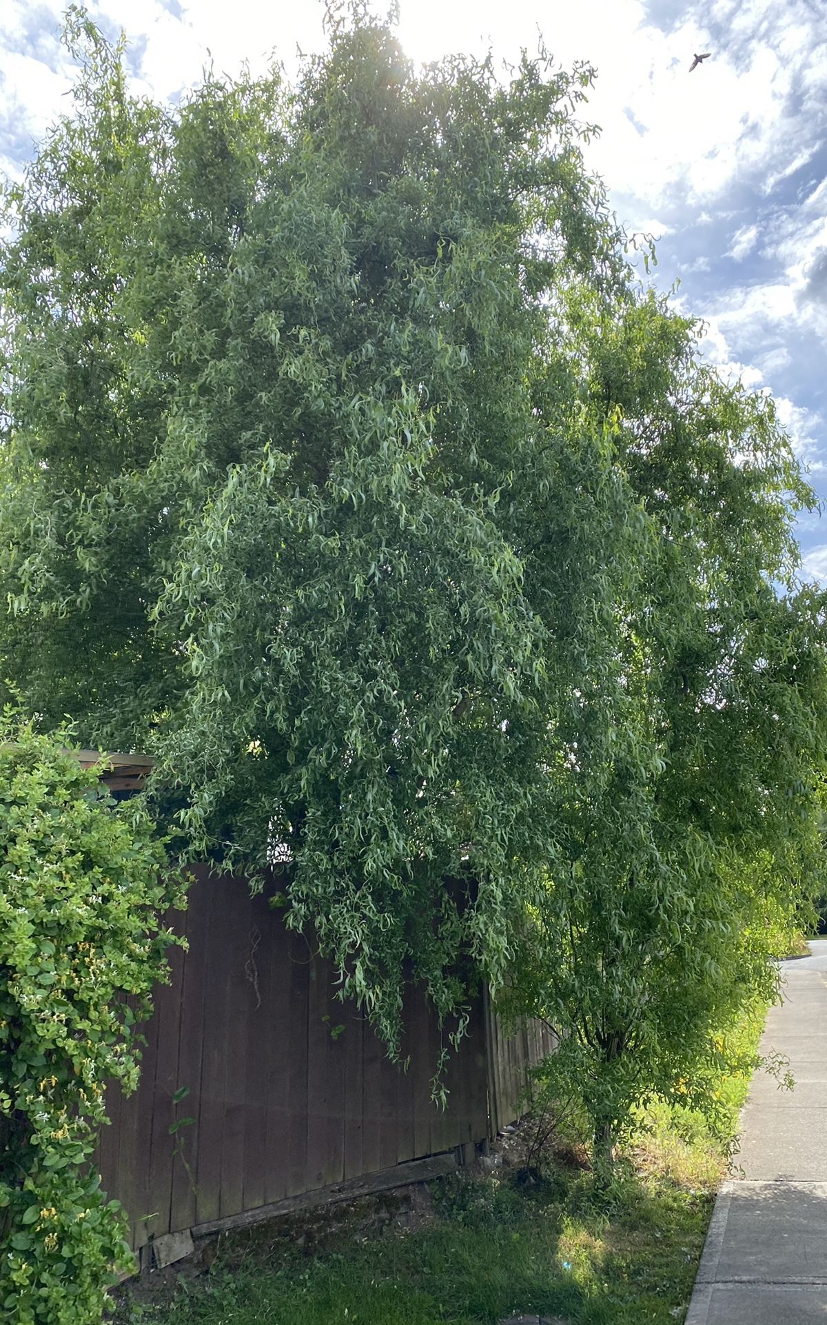 Corkscrew Willow Decór