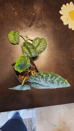 Scindapsus Silver Splash
