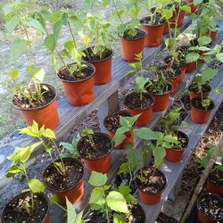 Hibiscus... House plants