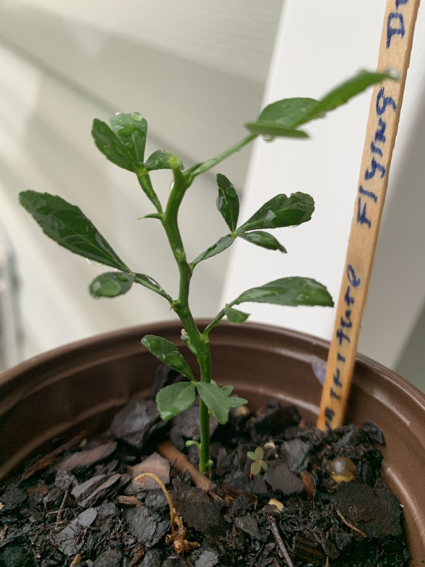 2 Small Miniature Flying Dragon Trees, Single Trunk, Perennial & Grows Easily