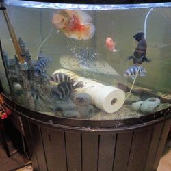Fish Tank