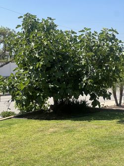 Stunning, Mature, Fig Tree