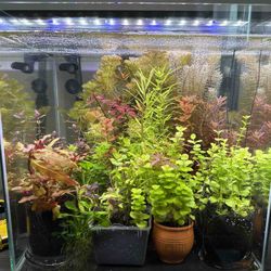 Aquarium Live Plants